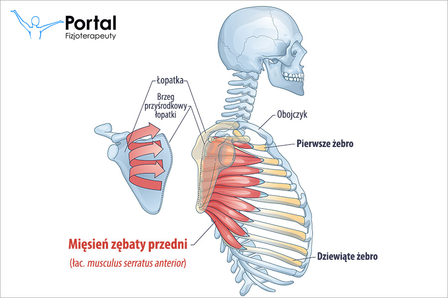 Mięsień zębaty przedni (łac. musculus serratus anterior)