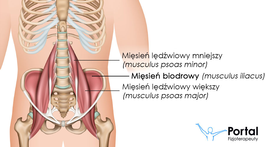 Mięsień biodrowy