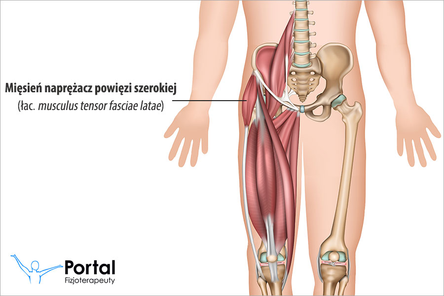Mięsień naprężacz powięzi szerokiej