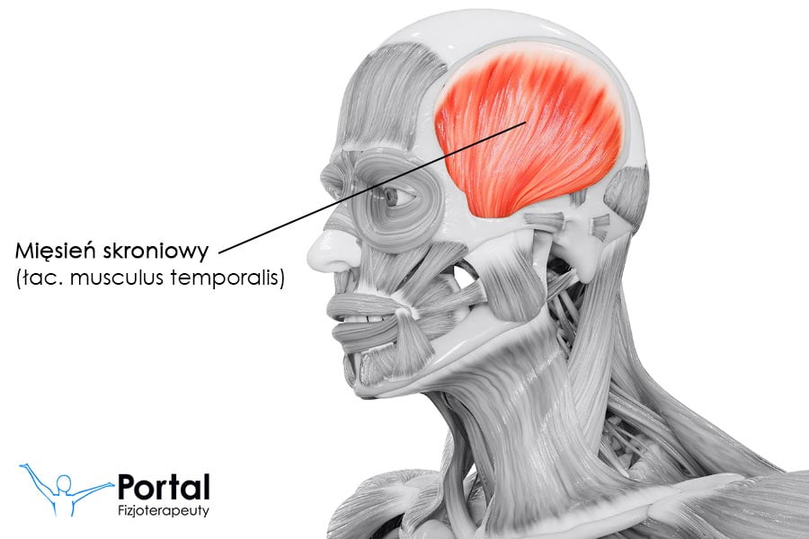 Mięsień skroniowy (łac. musculus temporalis)