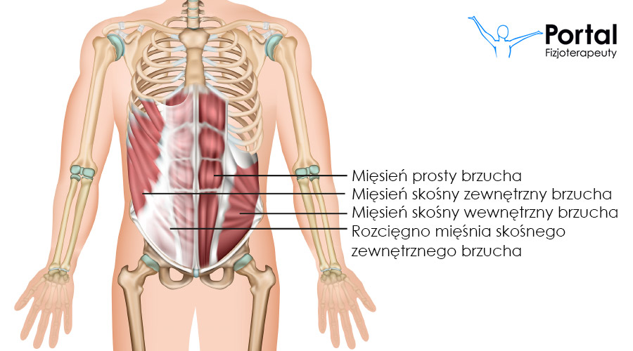 Mięśnie brzucha