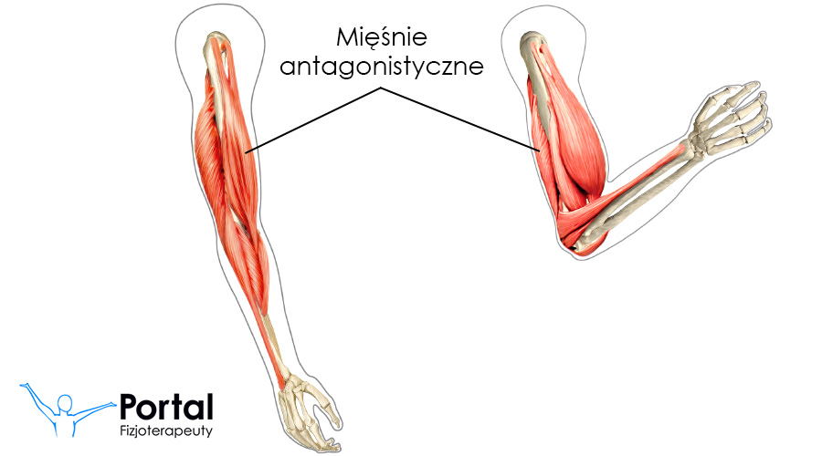 Mięśnie antagonistyczne