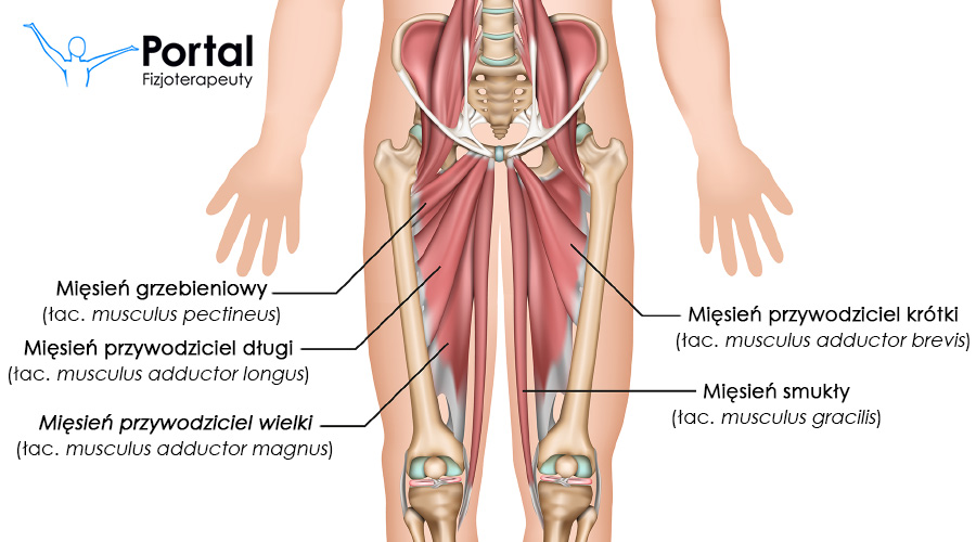 Mięśnie przywodziciele kończyny dolnej
