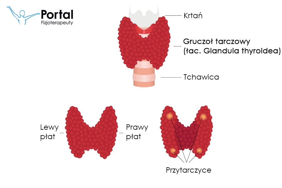 Tarczyca / Gruczoł tarczowy (łac. Glandula thyroidea)