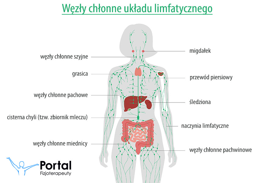 Węzły chłonne układu limfatycznego