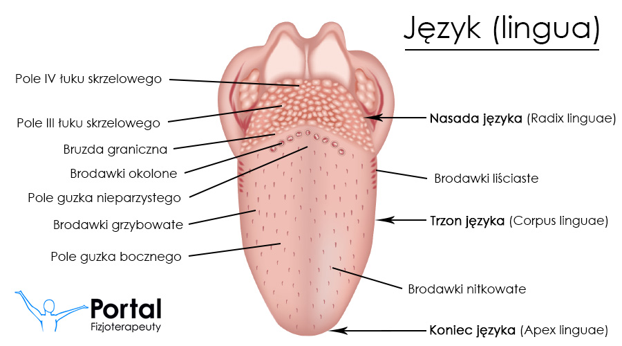 Język
