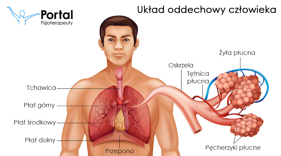 Układ oddechowy człowieka