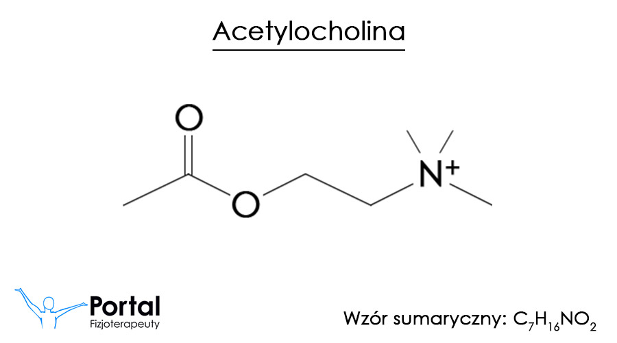 Acetylocholina