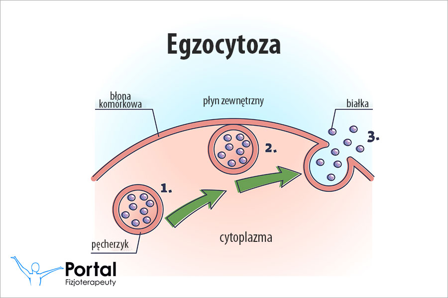 Egozcytoza