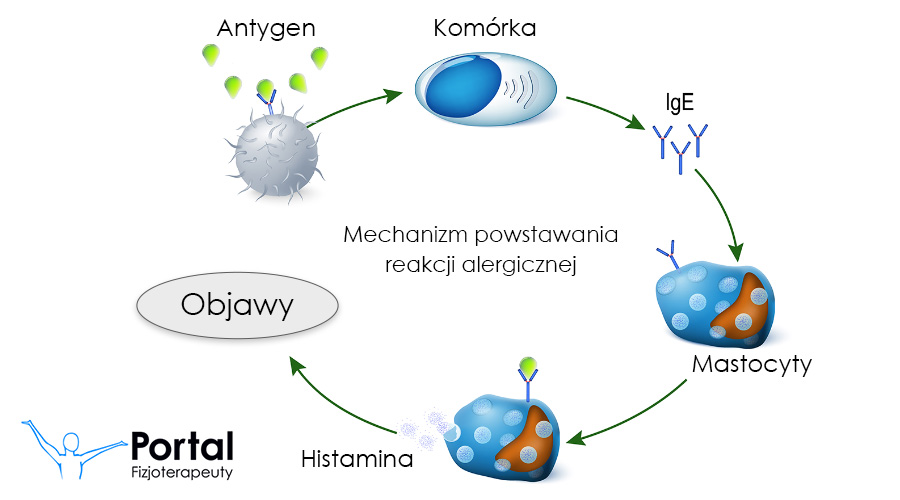 Mechanizm powstawania alergii