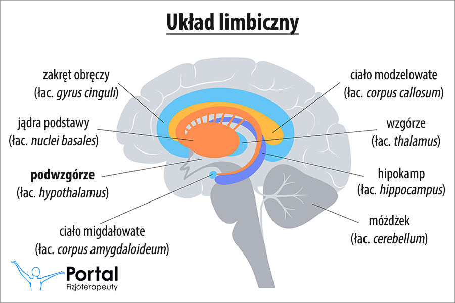 Podwzgórze (łac. hypothalamus)
