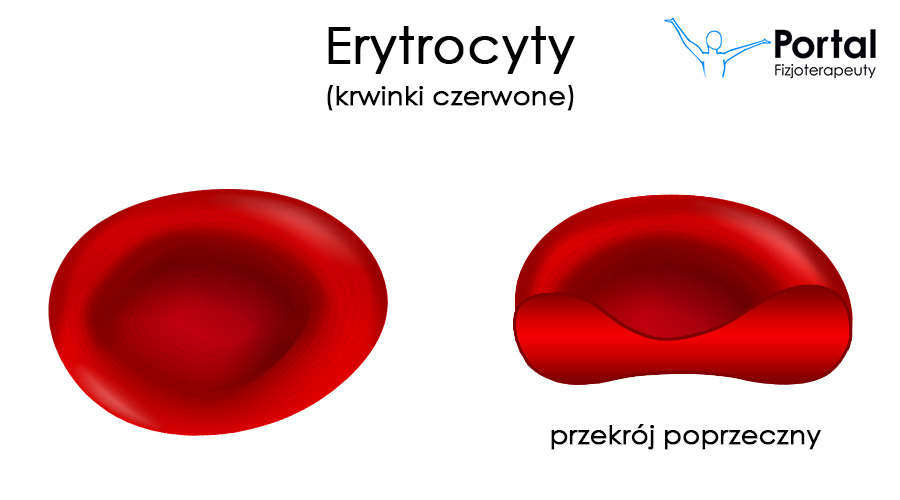 Erytrocyty (krwinki czerwone)