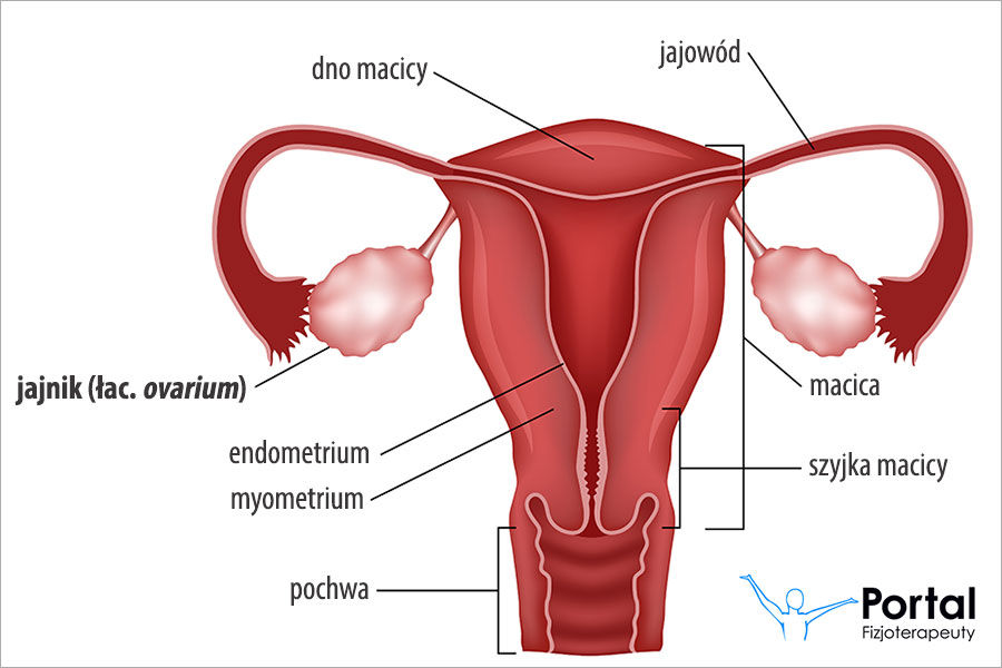 Jajniki (łac. ovaria)