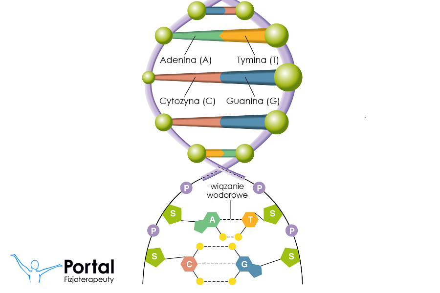 Łancuch DNA (Kwas deoksyrybonukleinowy)