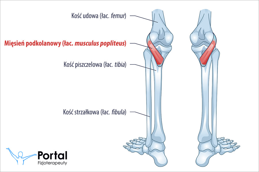 Mięsień podkolanowy (łac. musculus popliteus)