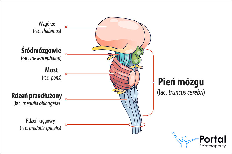 Pień mózgu (łac. truncus cerebri)