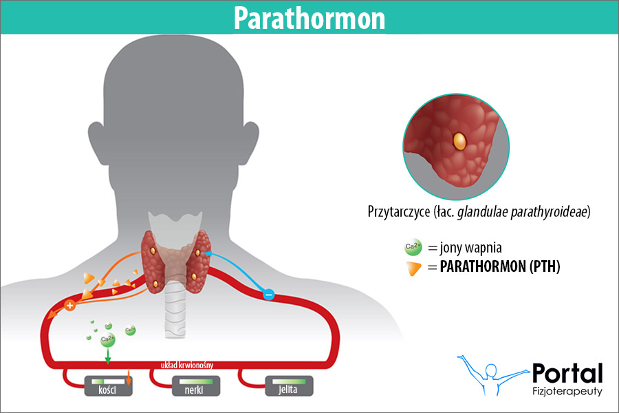 Parathormon