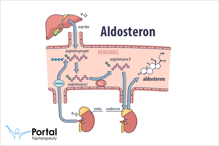 Aldosteron
