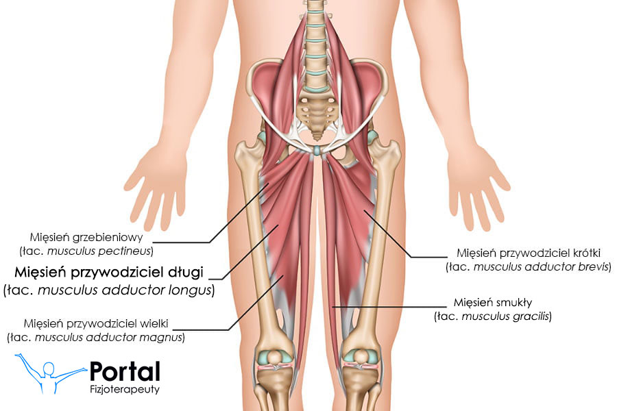 Mięsień przywodziciel długi (łac. musculus adductor longus)
