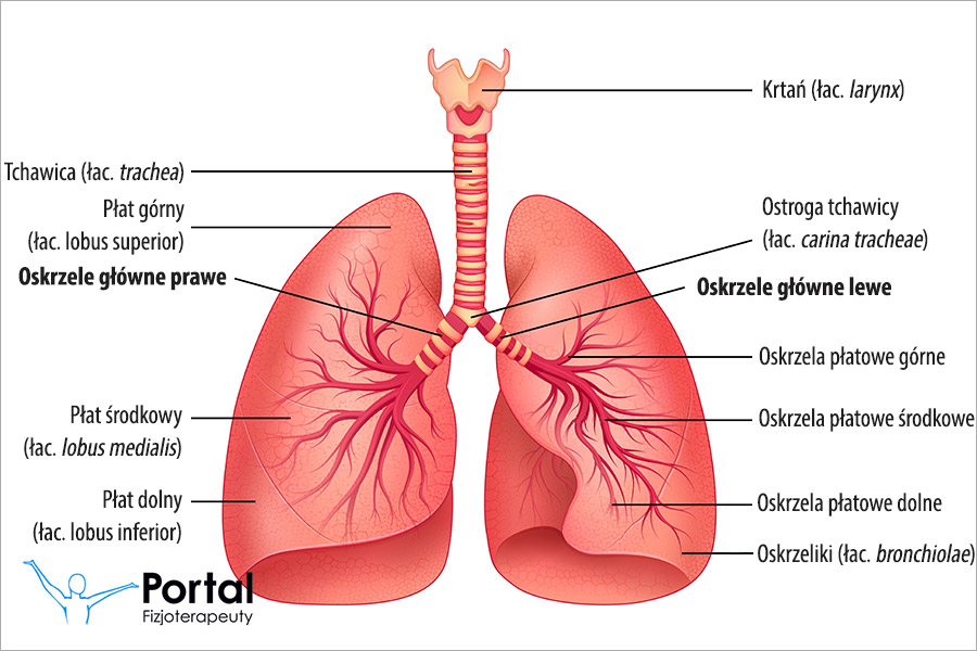 Oskrzela (łac. bronchi)