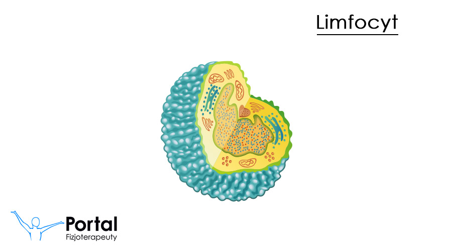 Limfocyty