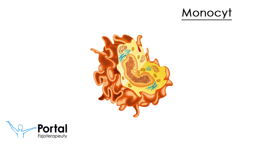 Monocyty