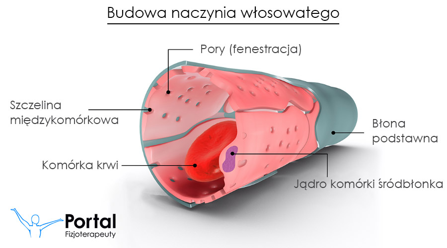 Angiogeneza (budowa naczynia włosowatego)