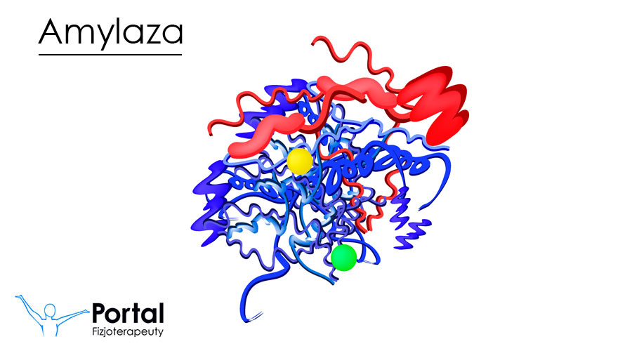 Amylaza