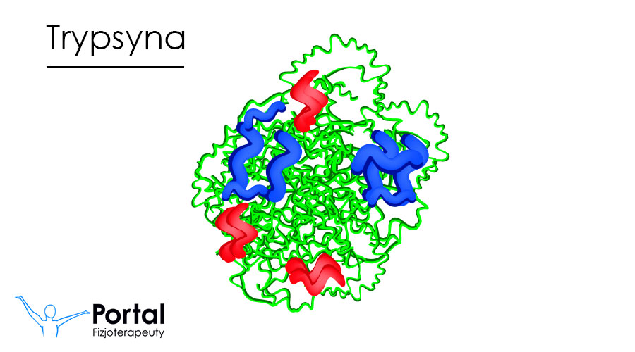 Trypsyna