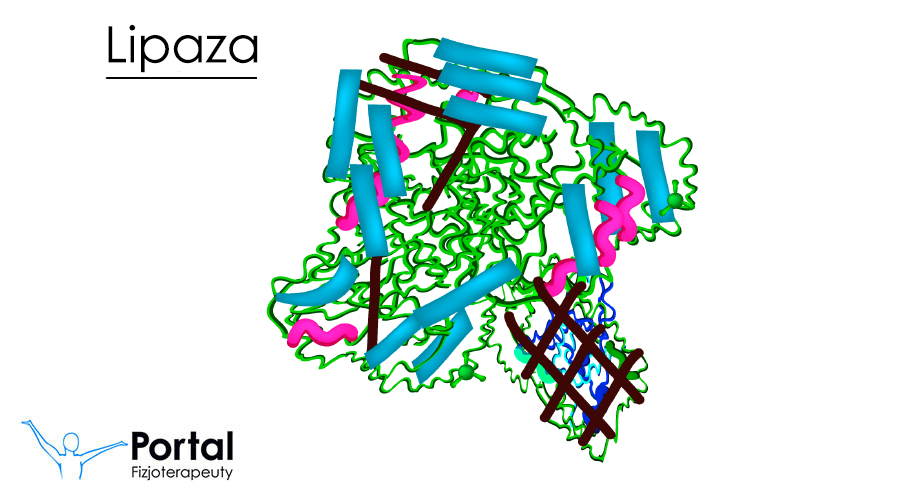 Lipazy