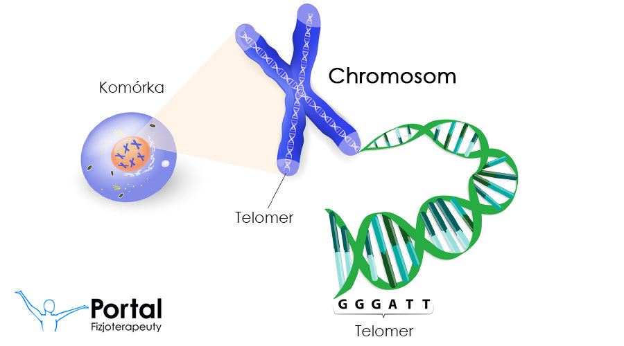 Chromosom
