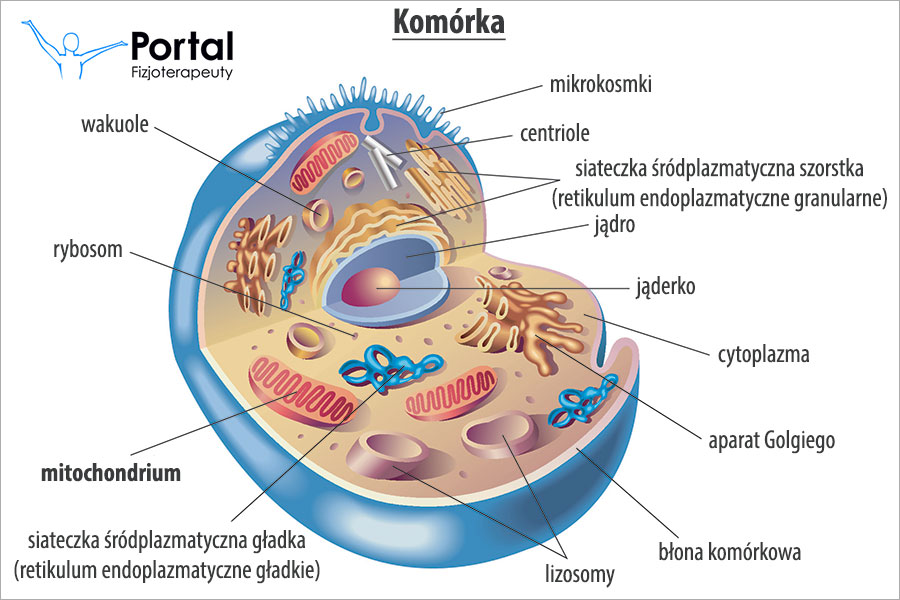 Mitochondrium