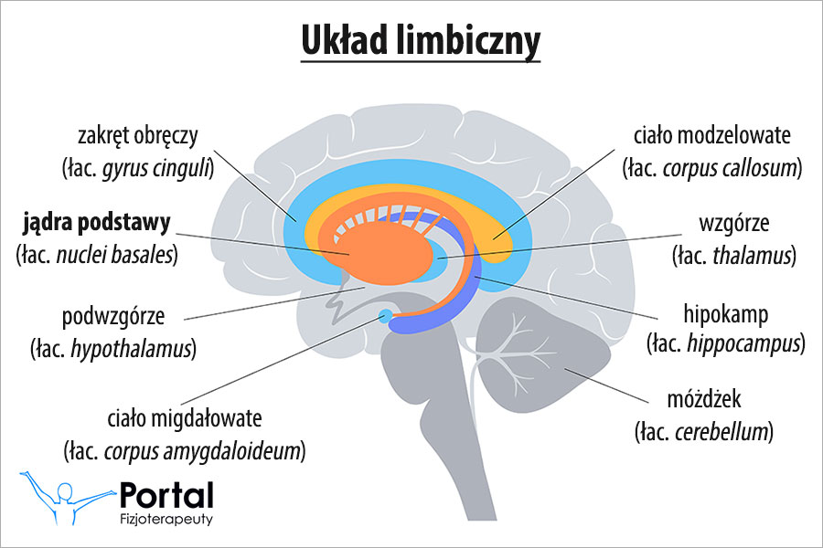 Jądra podstawy (łac. nuclei basales)