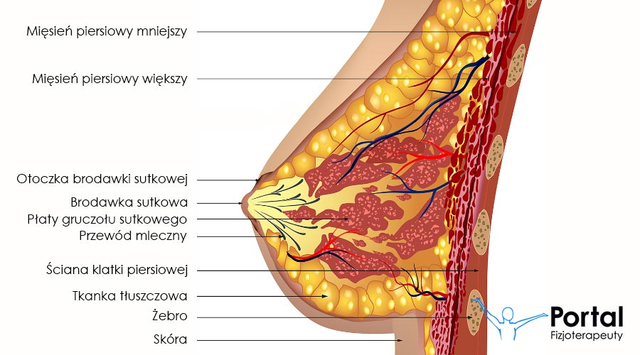 Przekrój gruczołu sutkowego w płaszczyźnie strzałkowej