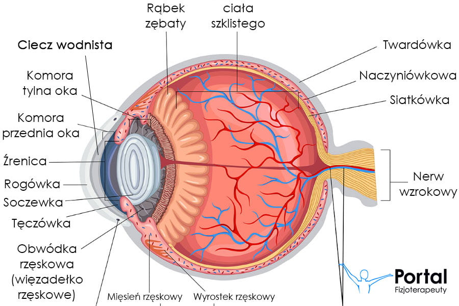 Ciecz wodnista (oko)