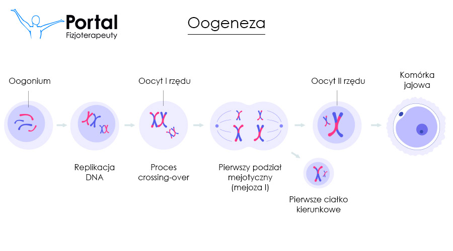 Oogeneza