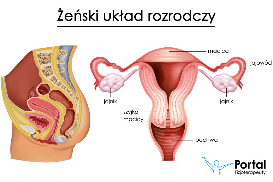 Obniżenie narządu rodnego