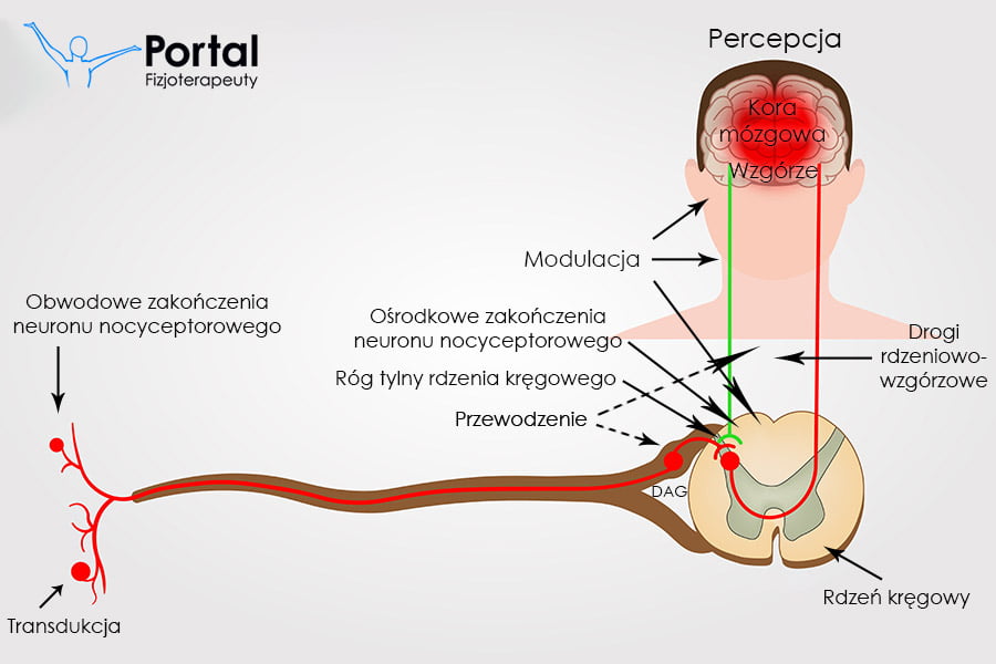 Mechanizm powstawania bólu