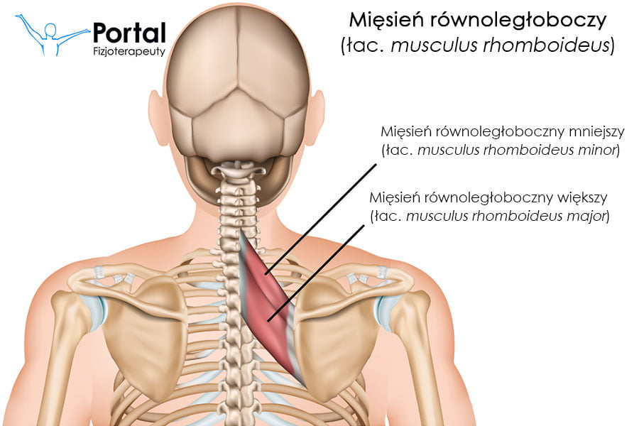 Mięsień równoległoboczny