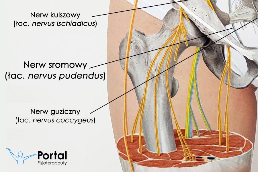 Nerw sromowy (łac. nervus pudendus)