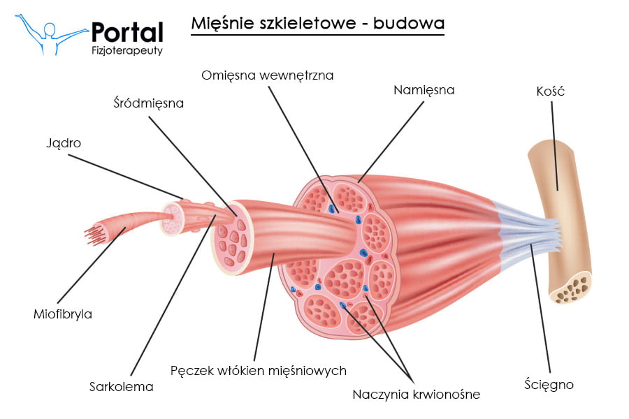 Mięśnie szkieletowe - budowa