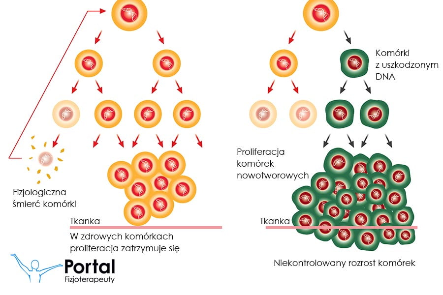 Proliferacja zdrowych komórek i komórek nowotworowych