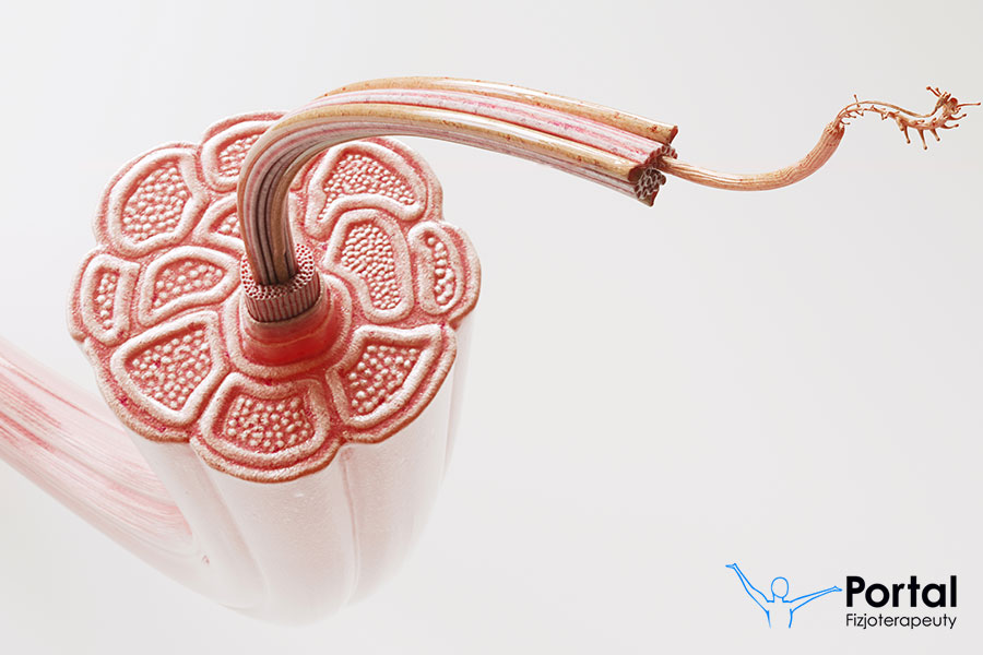 Mikrouszkodzenia włókien mięśniowych