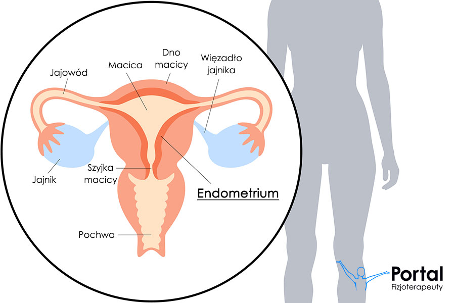 Endometrium