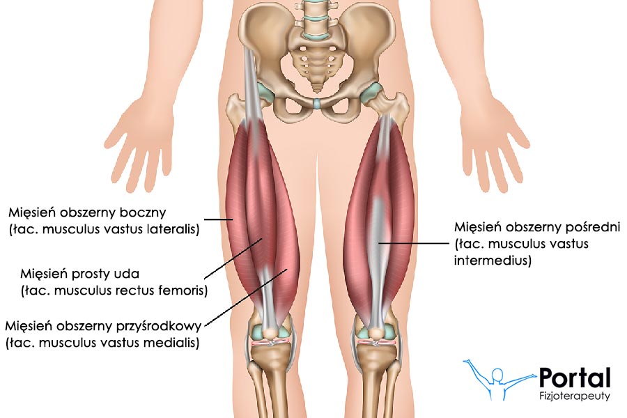 Mięsień czworogłowy uda