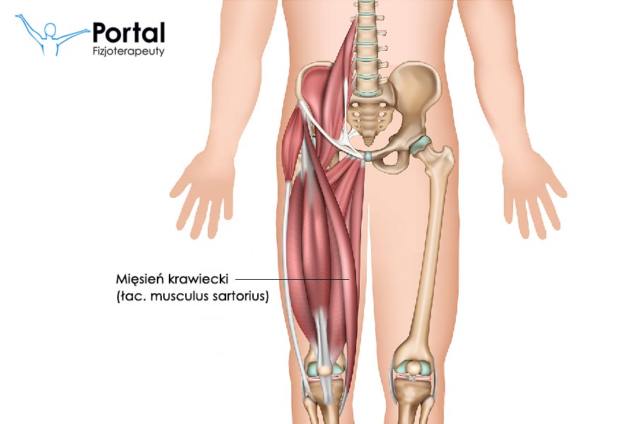 Mięsień krawiecki (łac. musculus sartorius)
