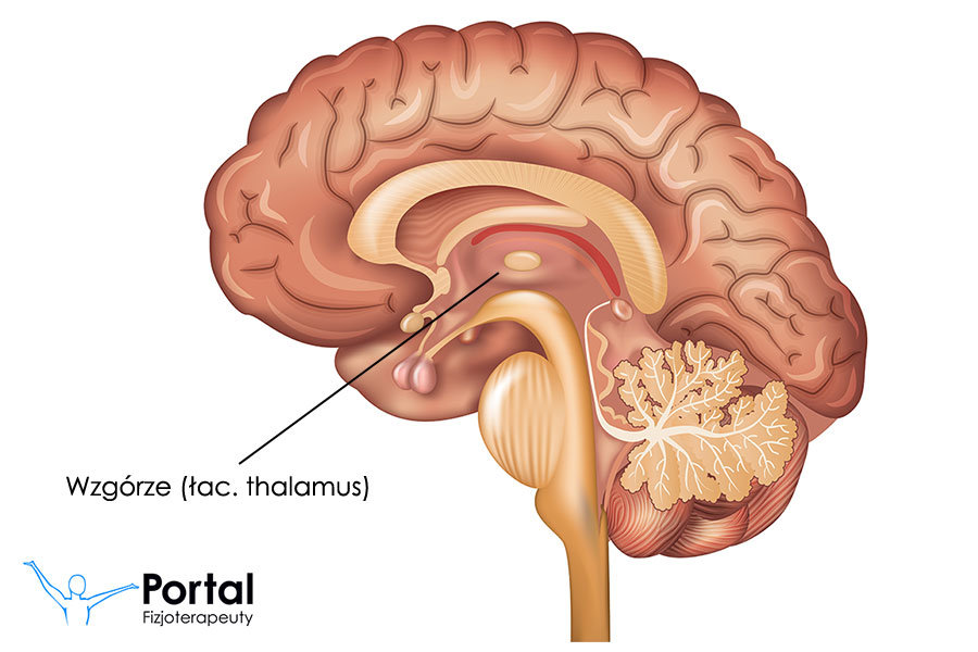 Wzgórze (łac. thalamus)