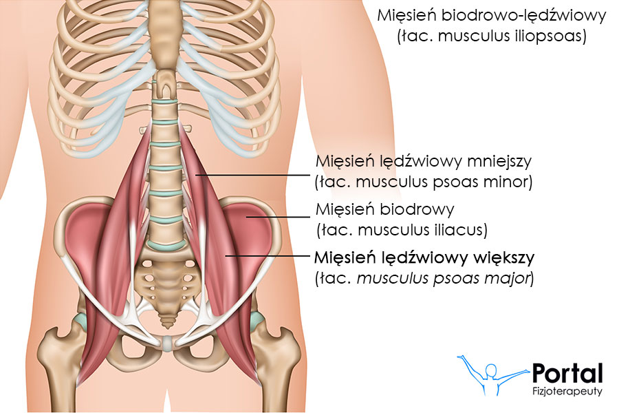Mięsień lędźwiowy większy