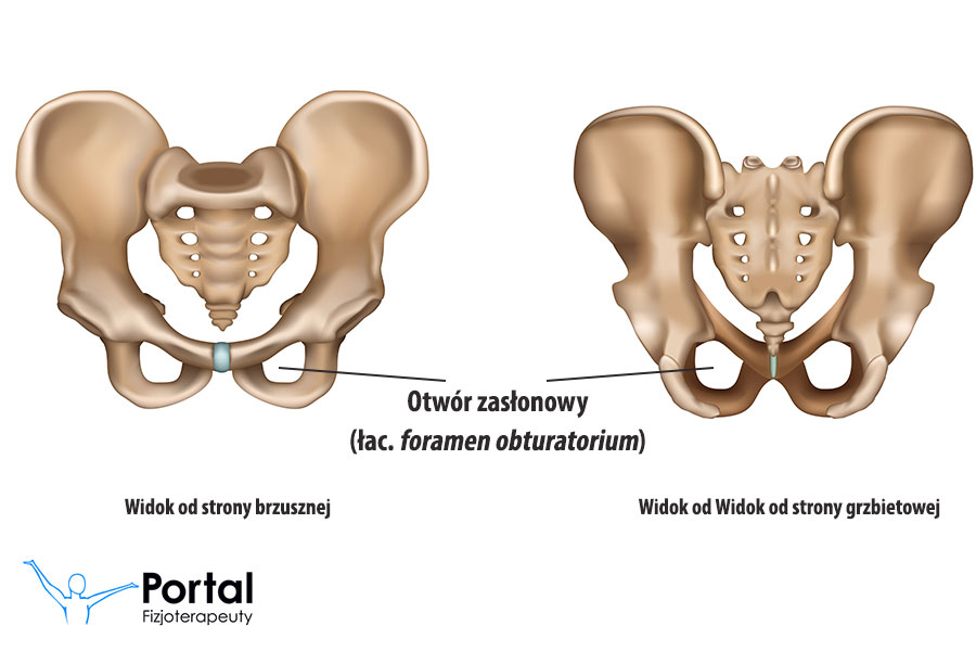 Otwór zasłonowy łac. foramen obturatorium