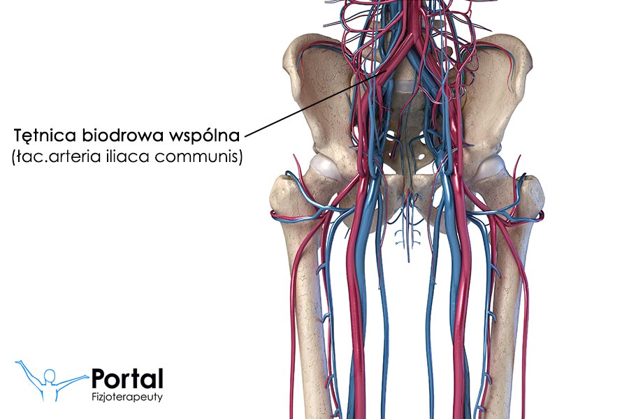 Tętnica biodrowa wspólna (łac. arteria iliaca communis)